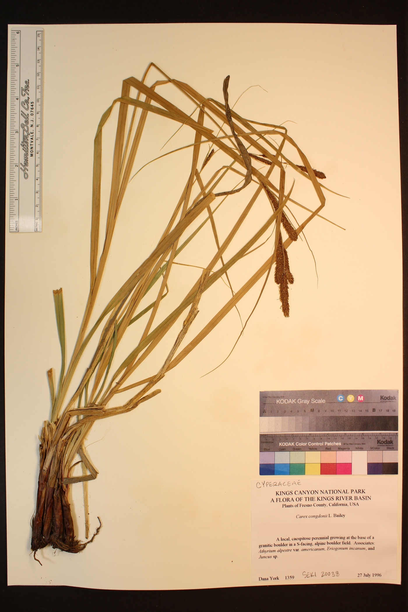 Carex congdonii image